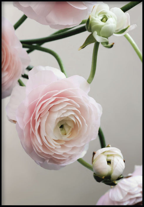 anemone flower poster